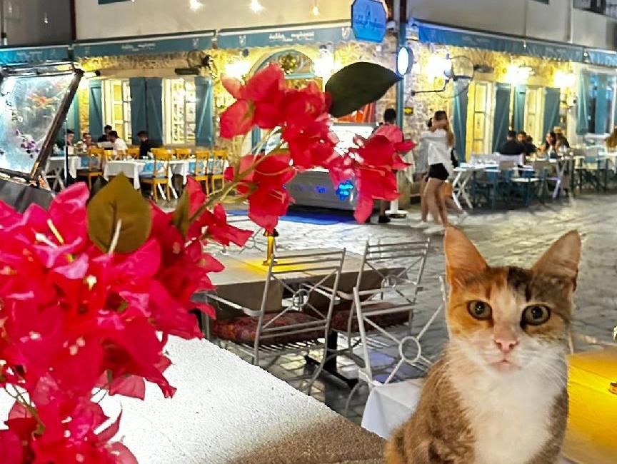 هتل ولِسپیت تورنگار