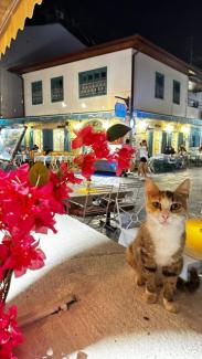 هتل ولِسپیت