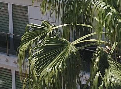 Gueden-Pearl تورنگار