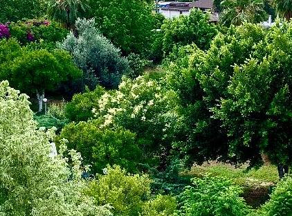 لیدرکنت تورنگار